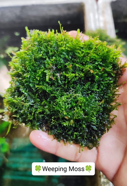 🍀Weeping Moss.