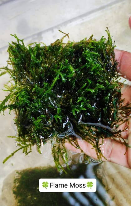 🍀Flame Moss.