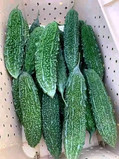 হাইব্রিড করলা বীজ