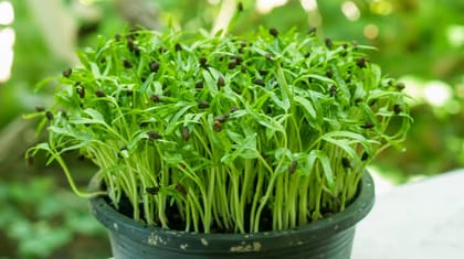 Non-GMO Water Spinach Seeds