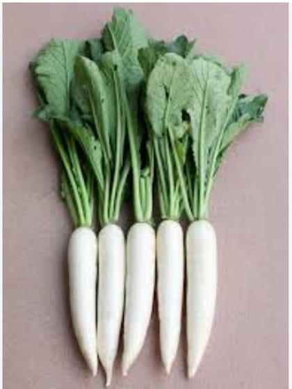 হাইব্রিড কোরিয়ার জাতের মূলার বীজ । Hybrid Korean radish seeds.