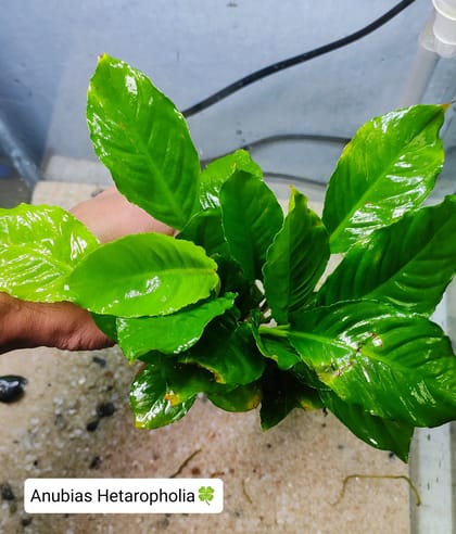 🍀Anubias Hetaropholia