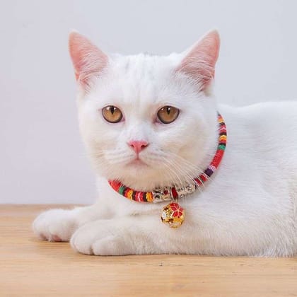 Luxury collar for cat - Red colour