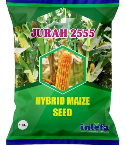 যুরাহ ২৫৫৫ হাইব্রিড ভূট্টা বীজ । Jurah 2555 Hybrid Corn  / Maize Seed
