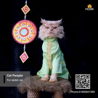 cat panjabi (5,3 kg)