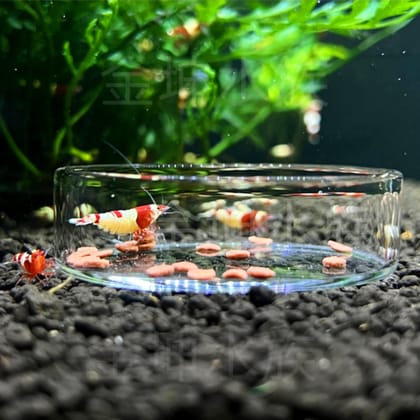 Shrimp Feeding Dish🦐⚪