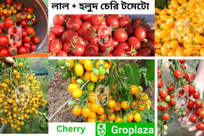 লাল + হলুদ চেরি টমেটো বীজ কম্বো ।  Red + yellow Cherry Tomato Seeds combo