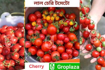 লাল চেরি টমেটোর বীজ । Red Cherry Tomato Seeds