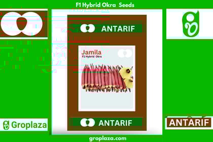 হাইব্রিড লাল ঢেঁড়স বীজ জামিল।  F1 Hybrid Okra Bhendi Seeds Jamila