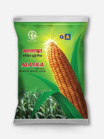 হাইব্রিড ভুট্টা আলাস্কা।   Hybrid Maize Alaska