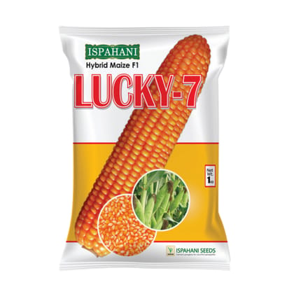 হাইব্রিড ভুট্টা লাকি সেভেন  ৭ ।  Hybrid  Maize Lucky 7
