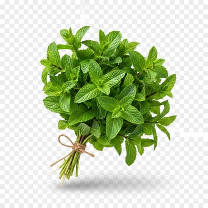 পুদিনা পাতা