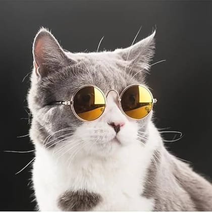 Round shape cat sunglass