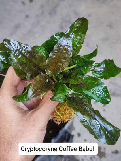 Cryptocoryne Coffee Babul