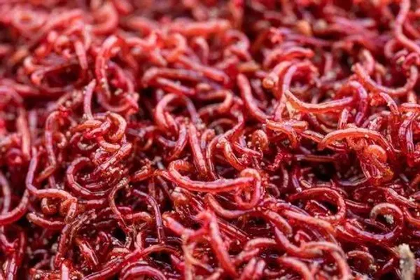 Frozen blood worm ( 24 cube)