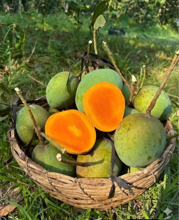 হিমসাগর আম (রাজশাহী) Himsagor Mango