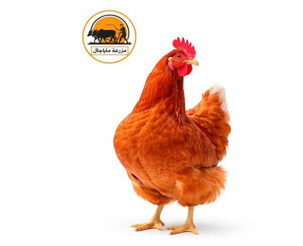 Organic Premium Layer Chicken.