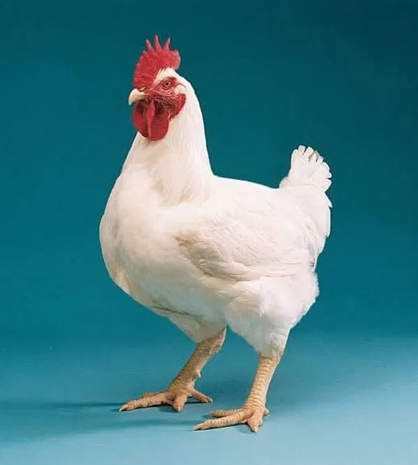 Fresh Broiler Chicken.Meat