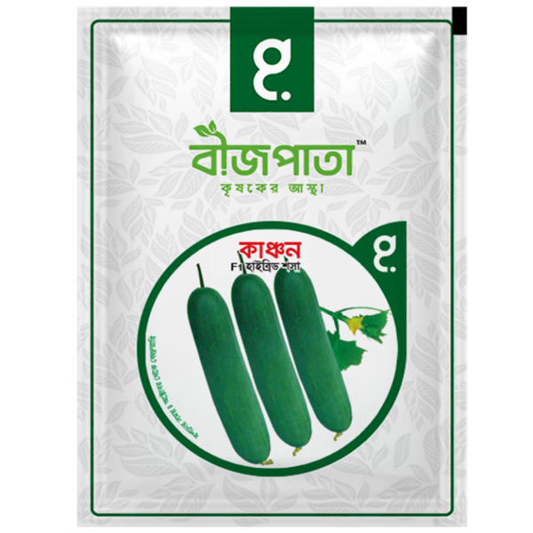 হাইব্রিড শসা বীজ কাঞ্চন। F1 Hybrid Cucumber Seeds Kanchan