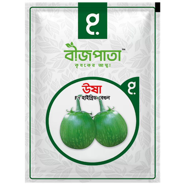 ঊষা এফ১ হাইব্রিড বেগুন বীজ। Usha F1 Hybrid Brinjal Seeds