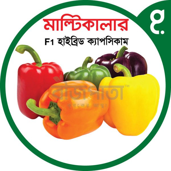 মাল্টিকালার এফ১ হাইব্রিড ক্যাপসিকাম বীজ। Multicolor F1 Hybrid Capsicum Seeds