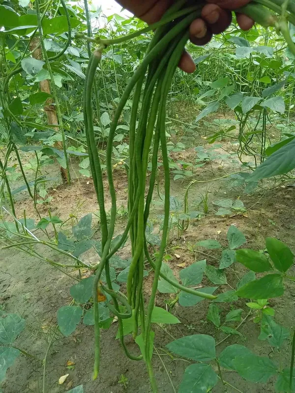 উচ্চ ফলনশীল থাই বরবটির বীজ ( ভাইরাস মুক্ত জাত )