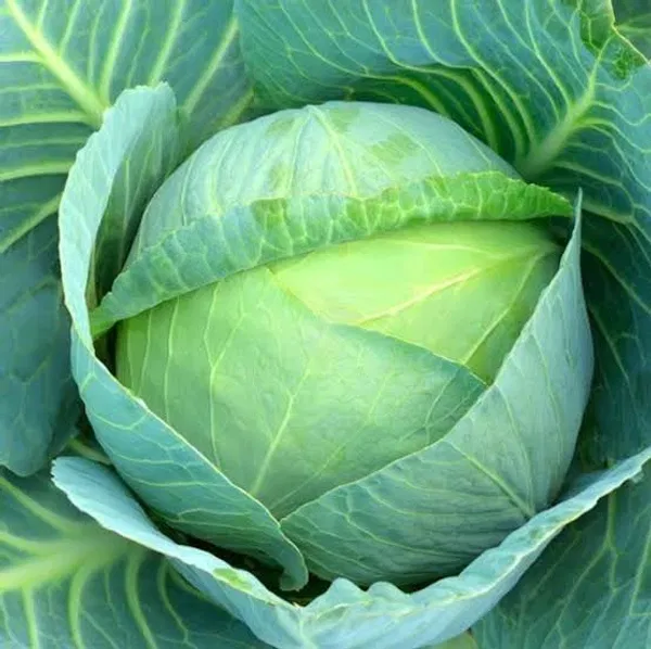 সেরা জাতের হাইব্রিড বাঁধাকপি । F1 Hybrid Cabbage Seeds