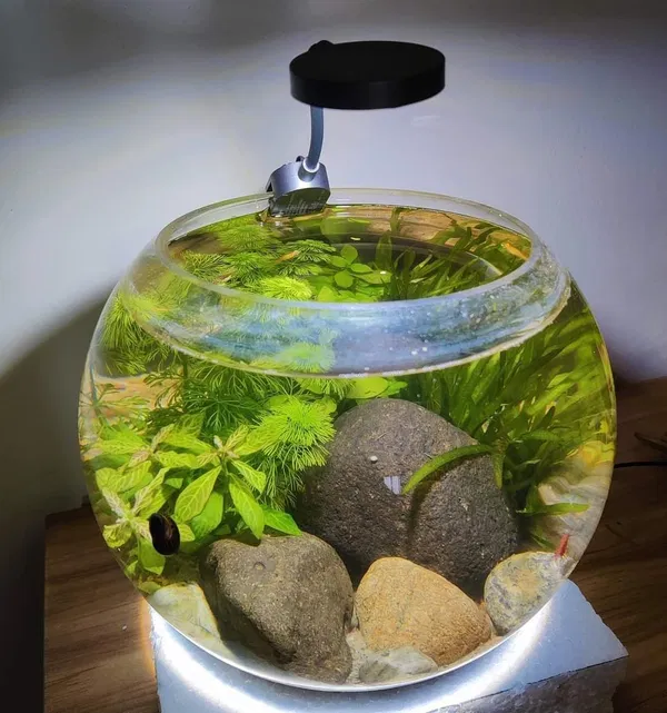 Planted cristal jar