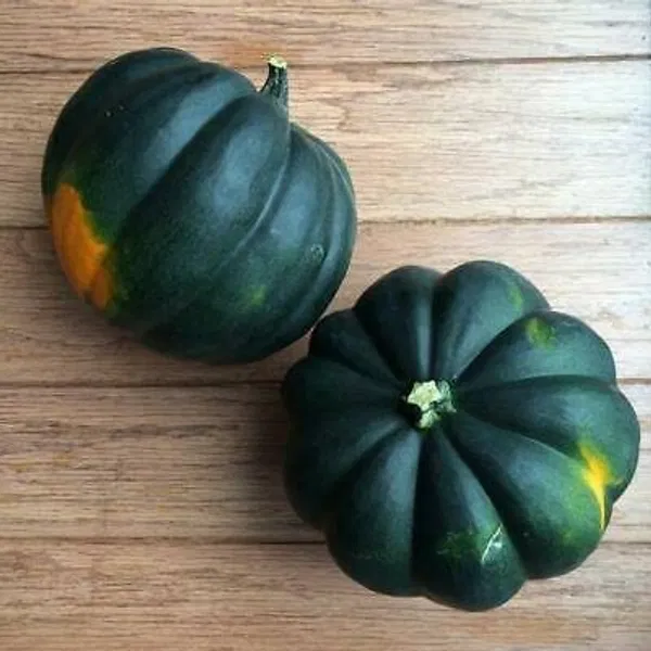 হাইব্রিড কিলো  মিষ্টি কুমড় বীজা । Hybrid Kilo Sweet Pumpkin Seeds