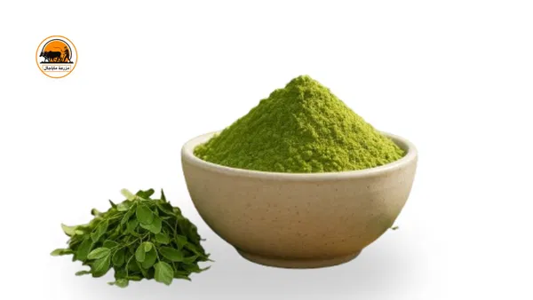 Moringa Powder – Natural Energy & Immunity Booster