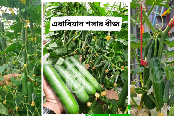 হাইব্রিড জাতের জাপানি টাইপ এরাবিয়ান শসা । F1 Hybrid japani type Arabian cucumber seeds