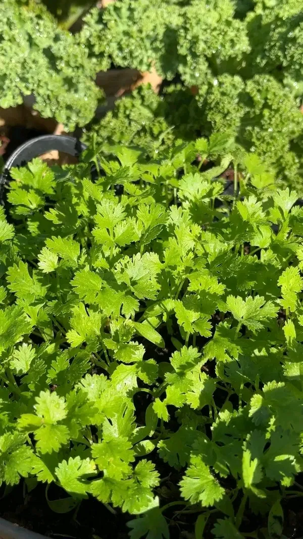 ধনিয়া বীজ / Coriander Seeds