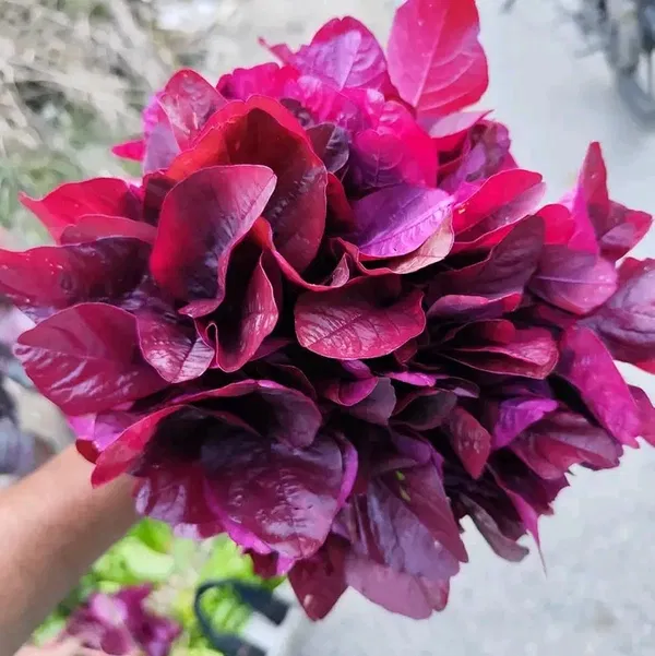 লাল শাক / Red Amaranth