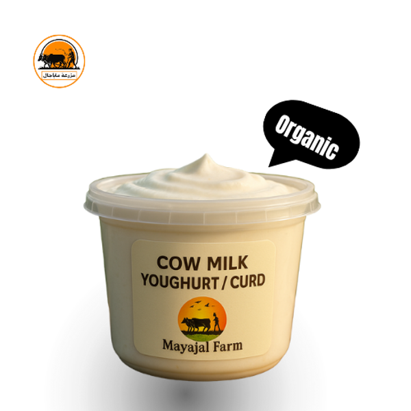 Cow Milk Yohgurt / Curd
