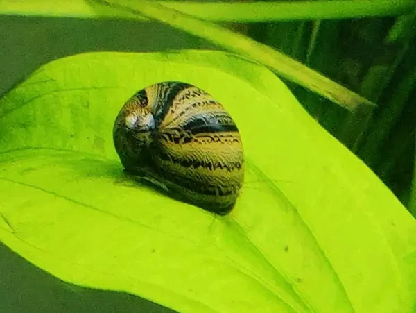 Tiger nerite snail ( 1 pair)