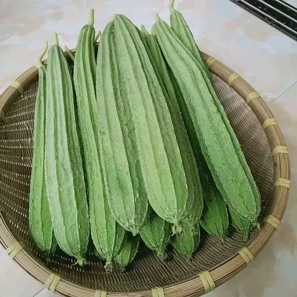 ঝিঙ্গা বীজ হাইব্রিড জাত F1