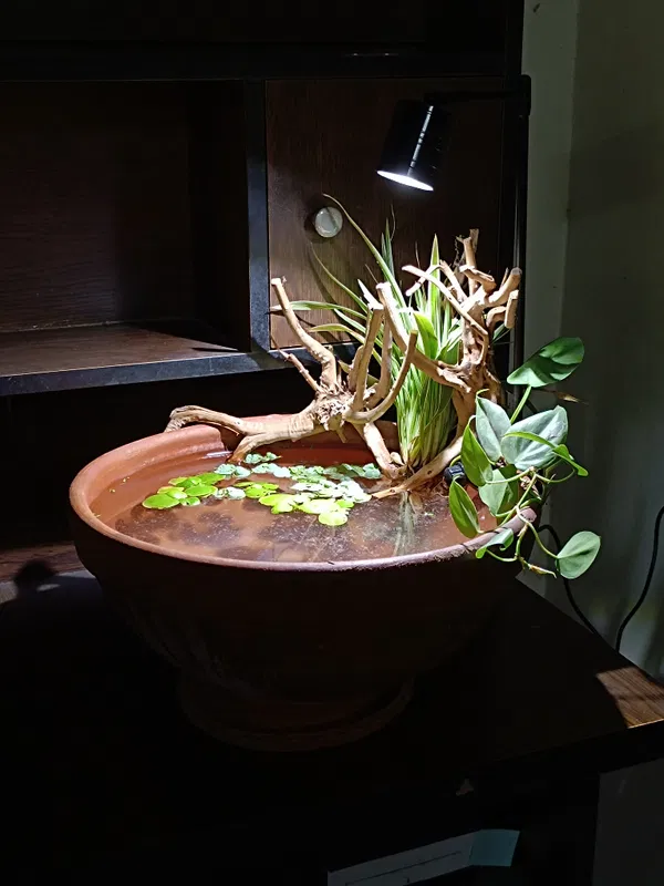 Mini clay natural pond