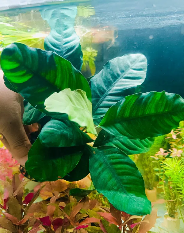 Anubias Cafefolia