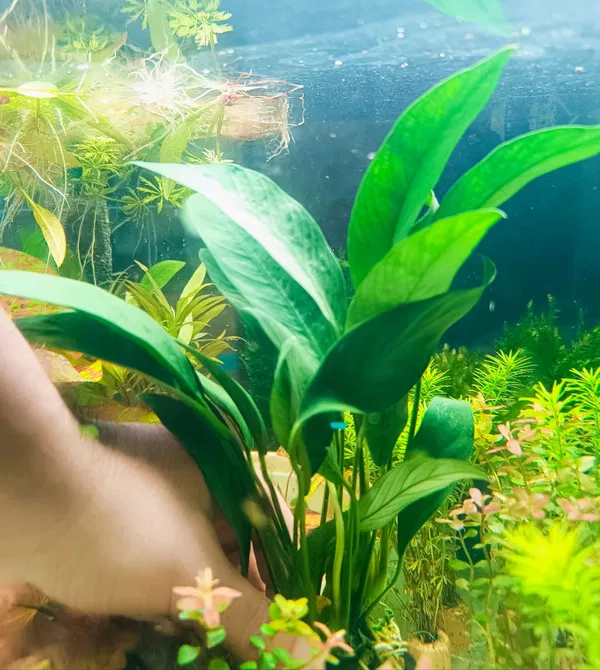 Anubias Congensis