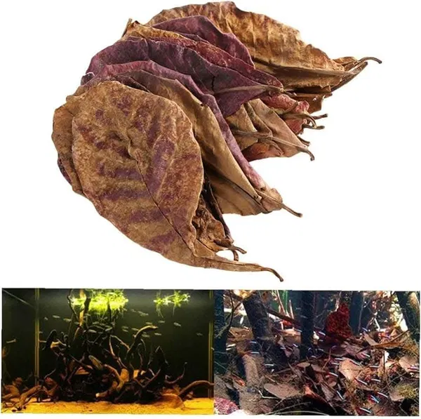 Indian dry almond leaf