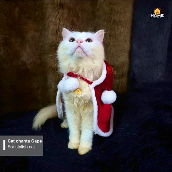 cat chenta cape