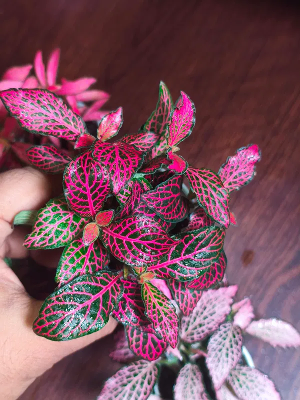 Fittuina ( terrarium plant)