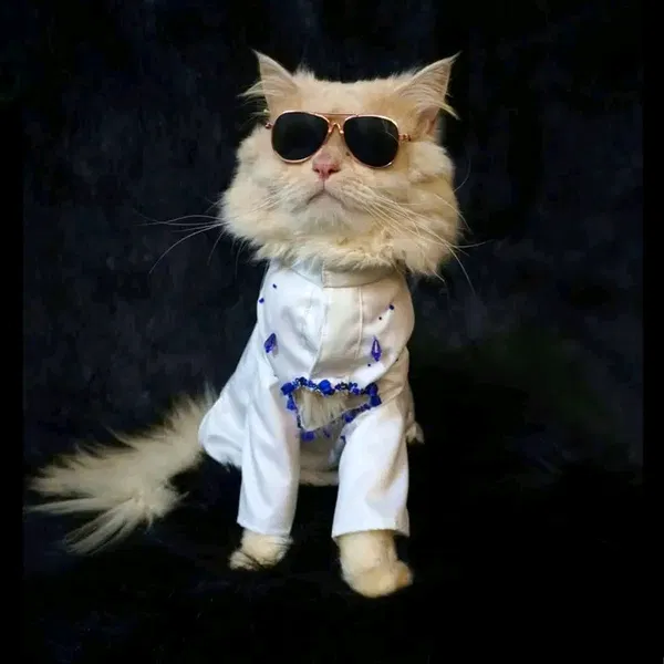Cat panjabi(custom)