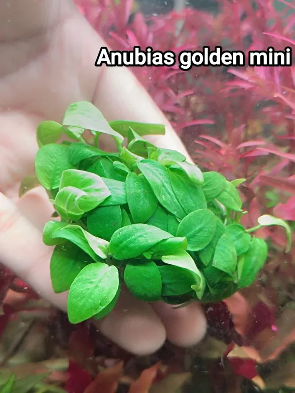 Anubias golden mini