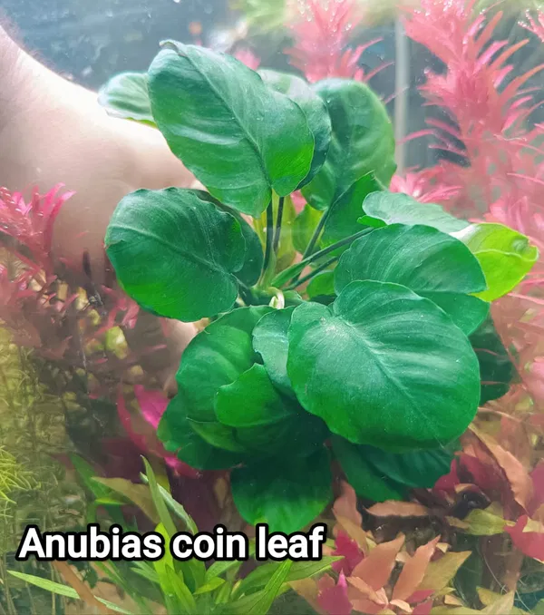 anubias coin leaf