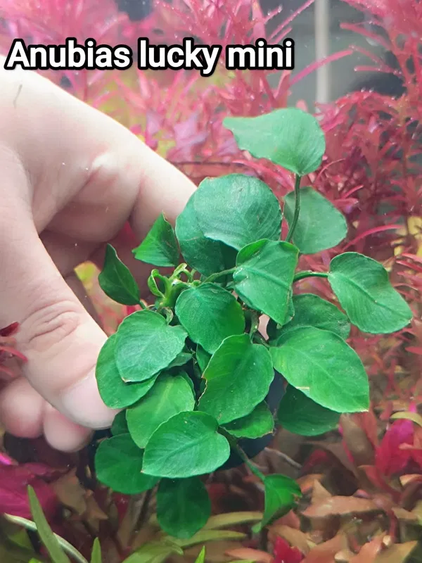 Anubias lucky mini