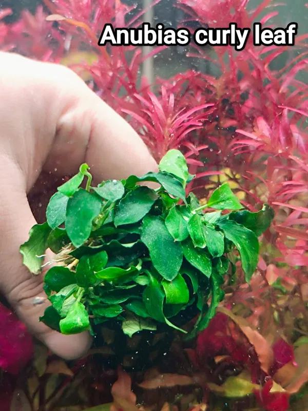 Anubuas curly leaf