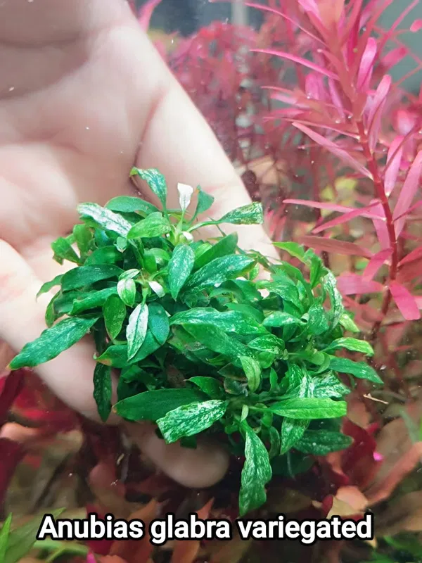 anubias glabra mini (verigated)