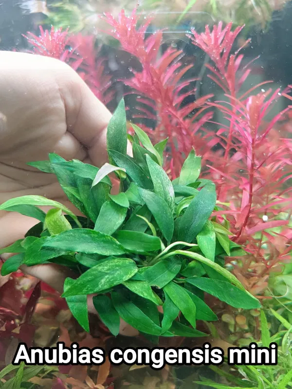 Anubuas congensis mini