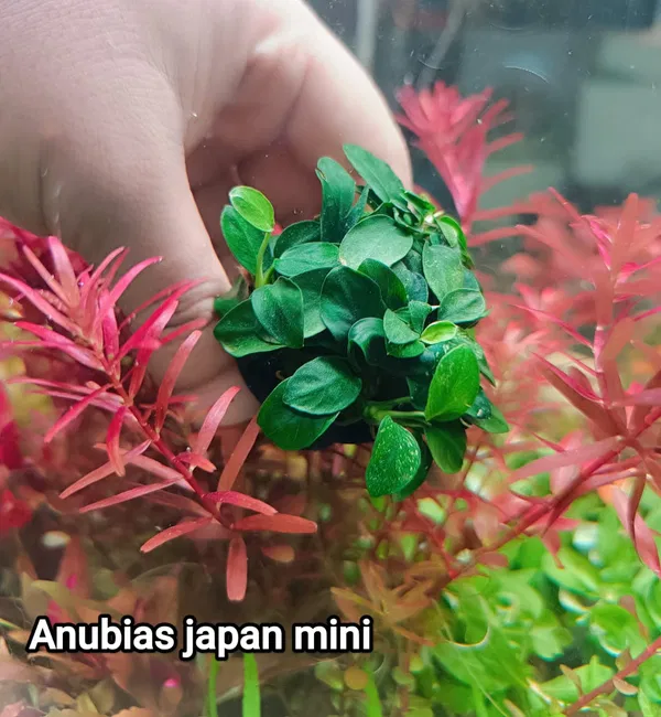 Anubias japan mini